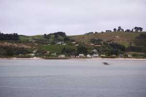 HARINGTON-POINT-DUNEDIN (23)